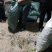 长寿仁豌豆饱满