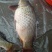 鲤鱼2~3公斤食用