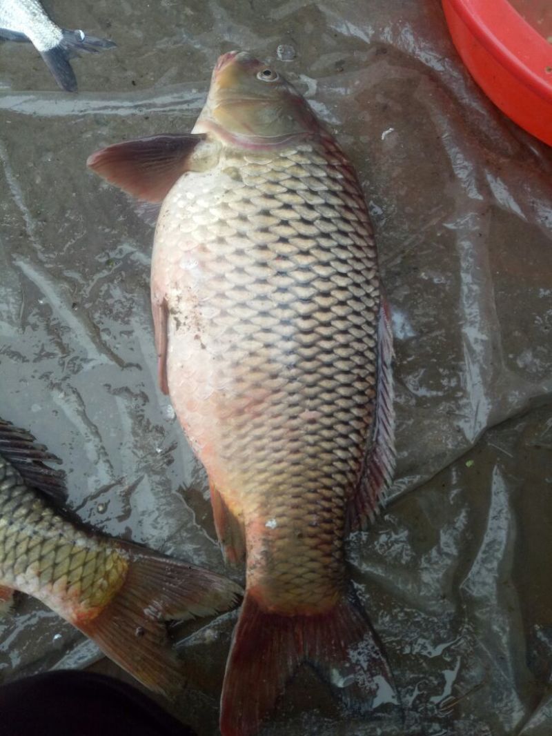鲤鱼2~3公斤食用