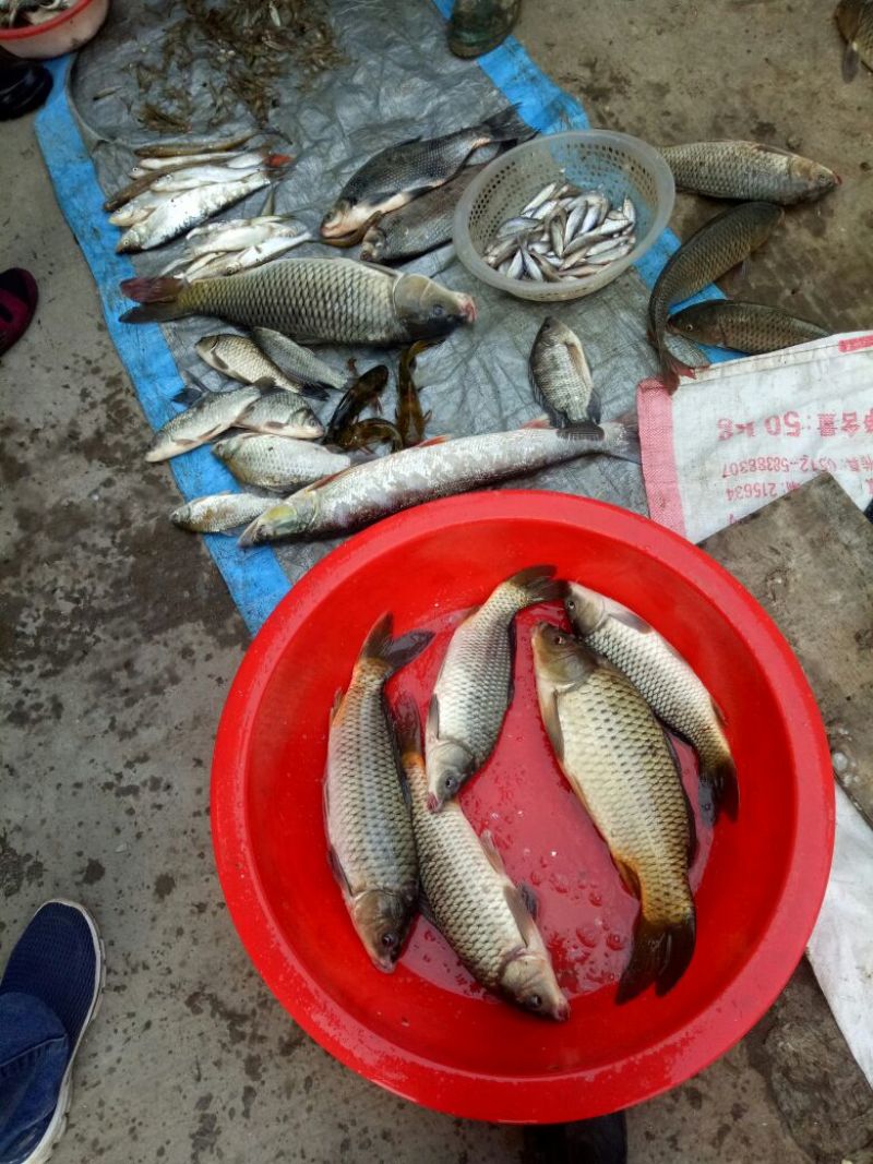鲤鱼2~3公斤食用