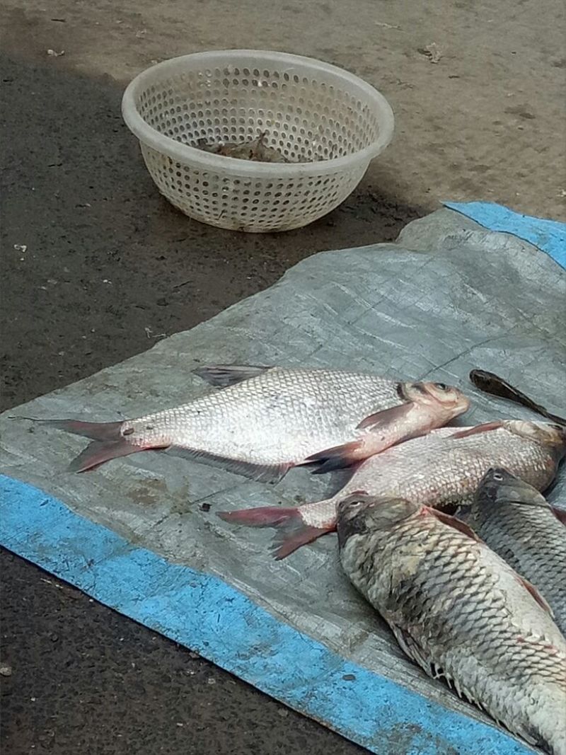 鲤鱼2~3公斤食用