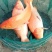 池鲤鱼1~2公斤食用