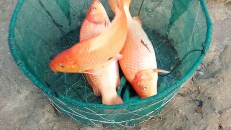 池鲤鱼1~2公斤食用