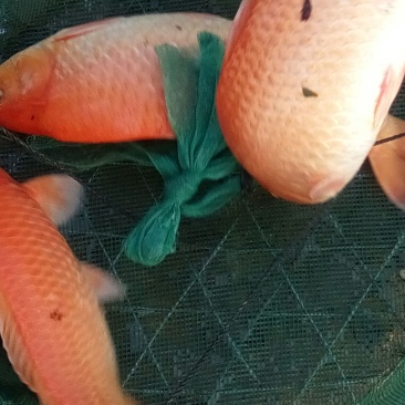 池鲤鱼1~2公斤食用