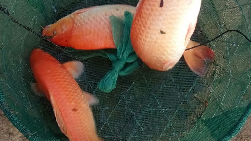 池鲤鱼1~2公斤食用