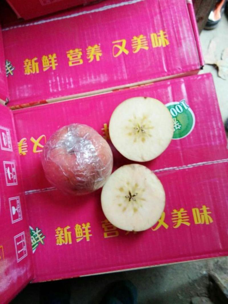红富士苹果75mm以上膜袋