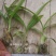 白芨种苗10~20cm