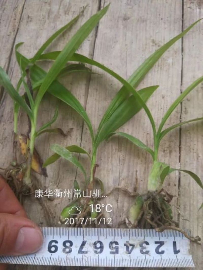 白芨种苗10~20cm