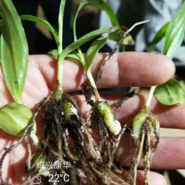 白芨种苗10~20cm