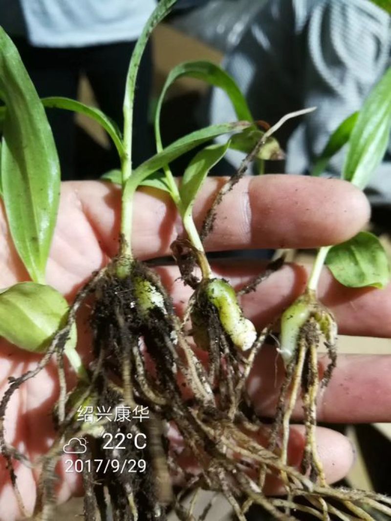 白芨种苗10~20cm