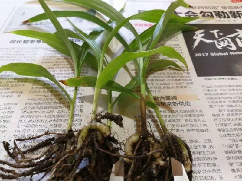 白芨种苗10~20cm