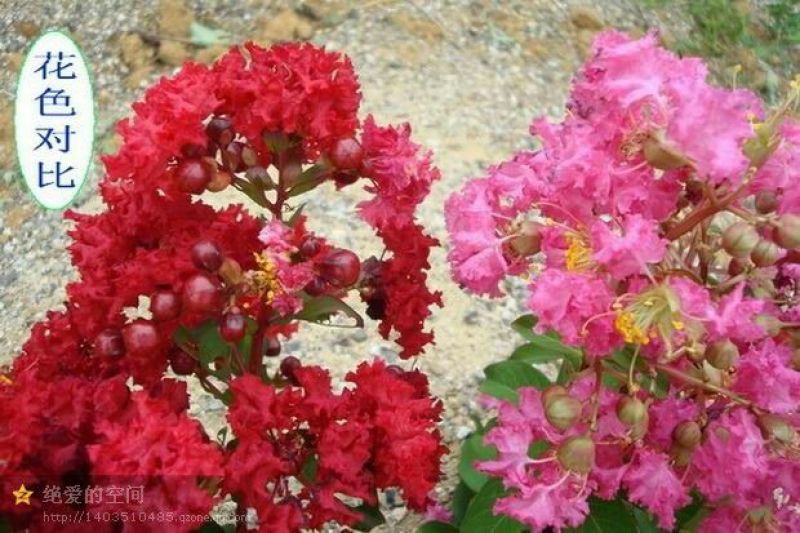 红花紫薇1米以下2cm以下1.5~2米