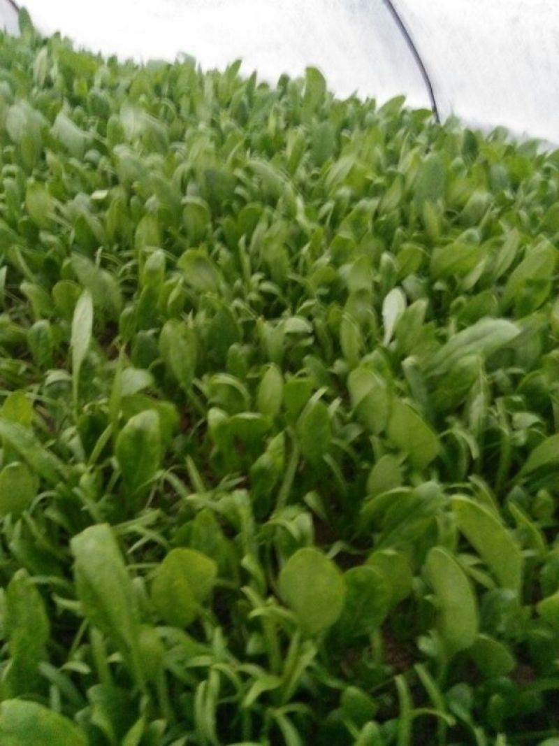 苦菊8~10cm