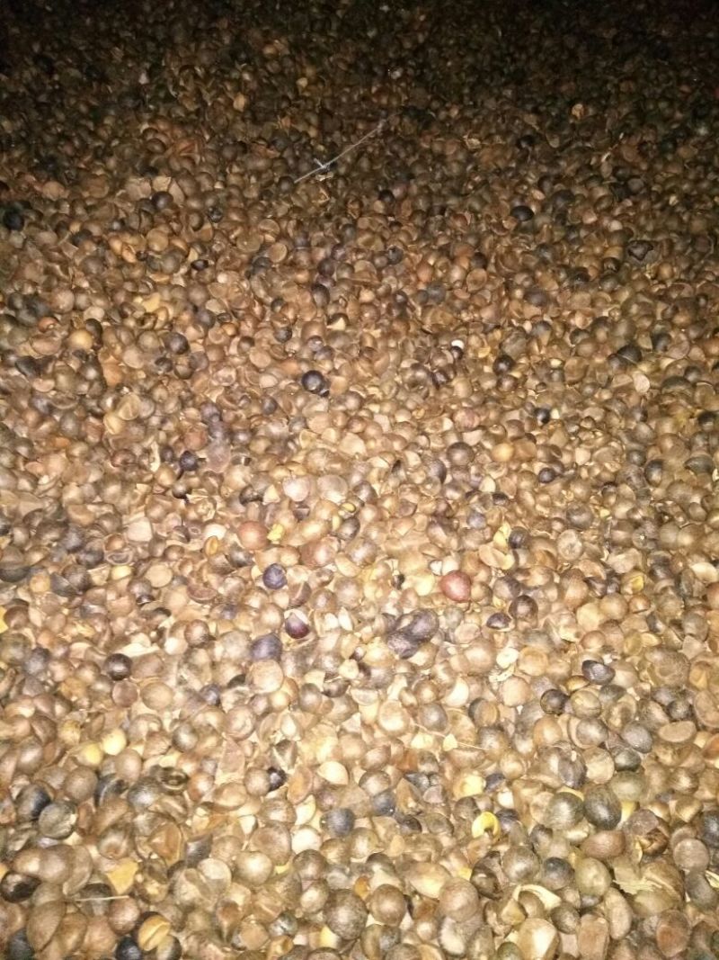 油茶籽95%以上