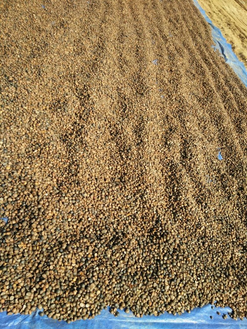 油茶籽95%以上
