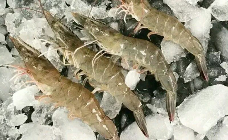 基围虾食用活虾