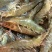 基围虾食用活虾