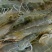 基围虾食用活虾