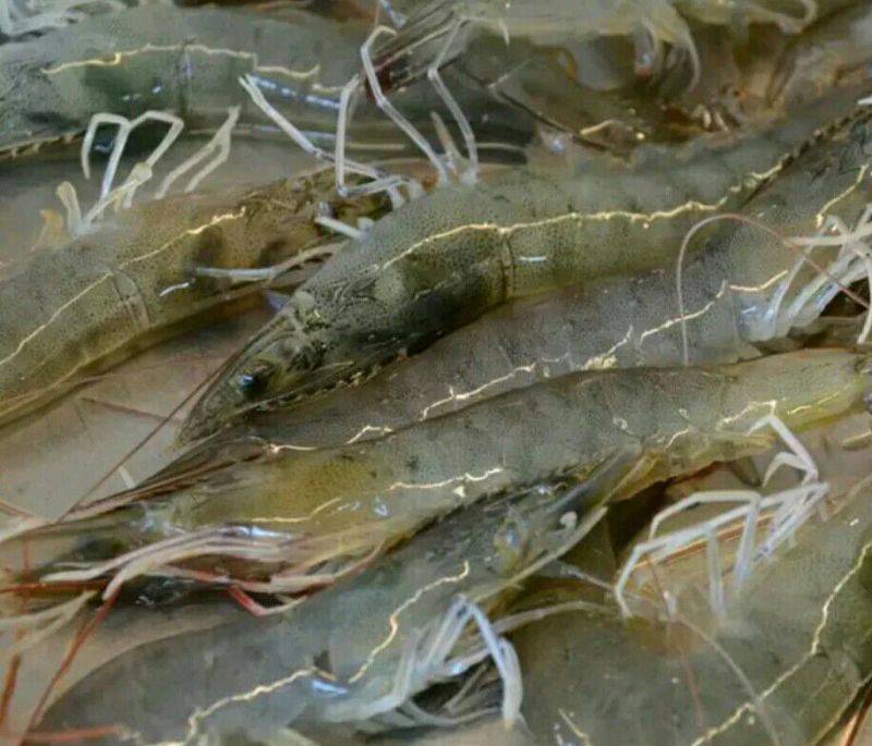 基围虾食用活虾