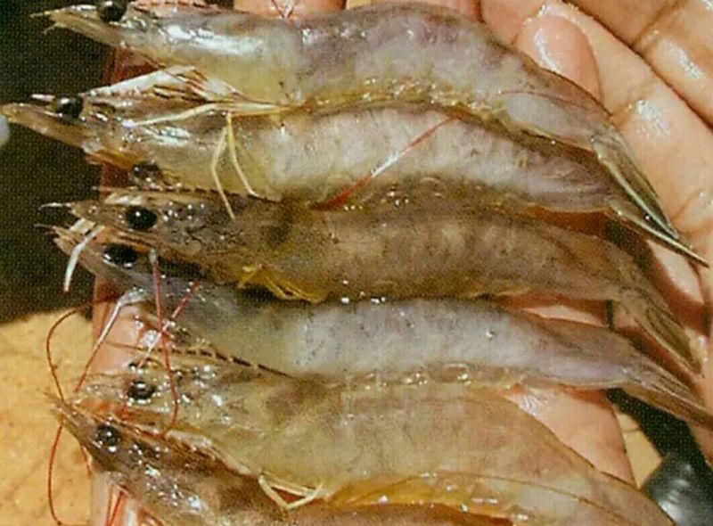 基围虾食用活虾