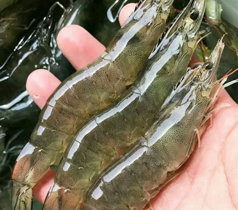 基围虾食用活虾