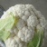 陕西泾阳菜花2斤紧密乳白