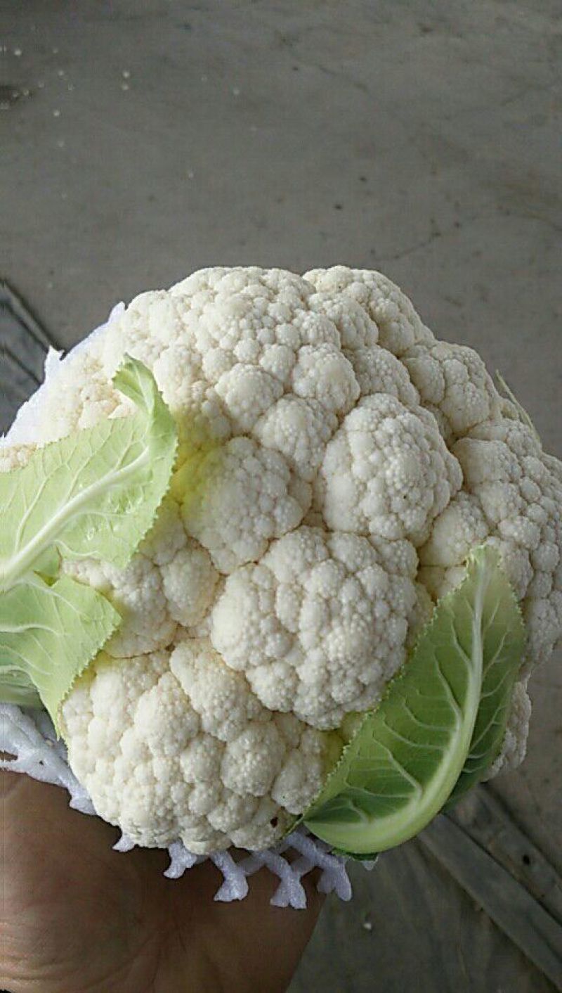陕西泾阳菜花2斤紧密乳白