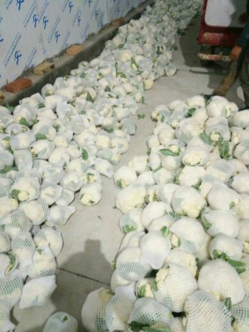 陕西泾阳菜花2斤紧密乳白
