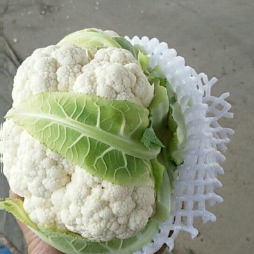 陕西泾阳菜花2斤紧密乳白