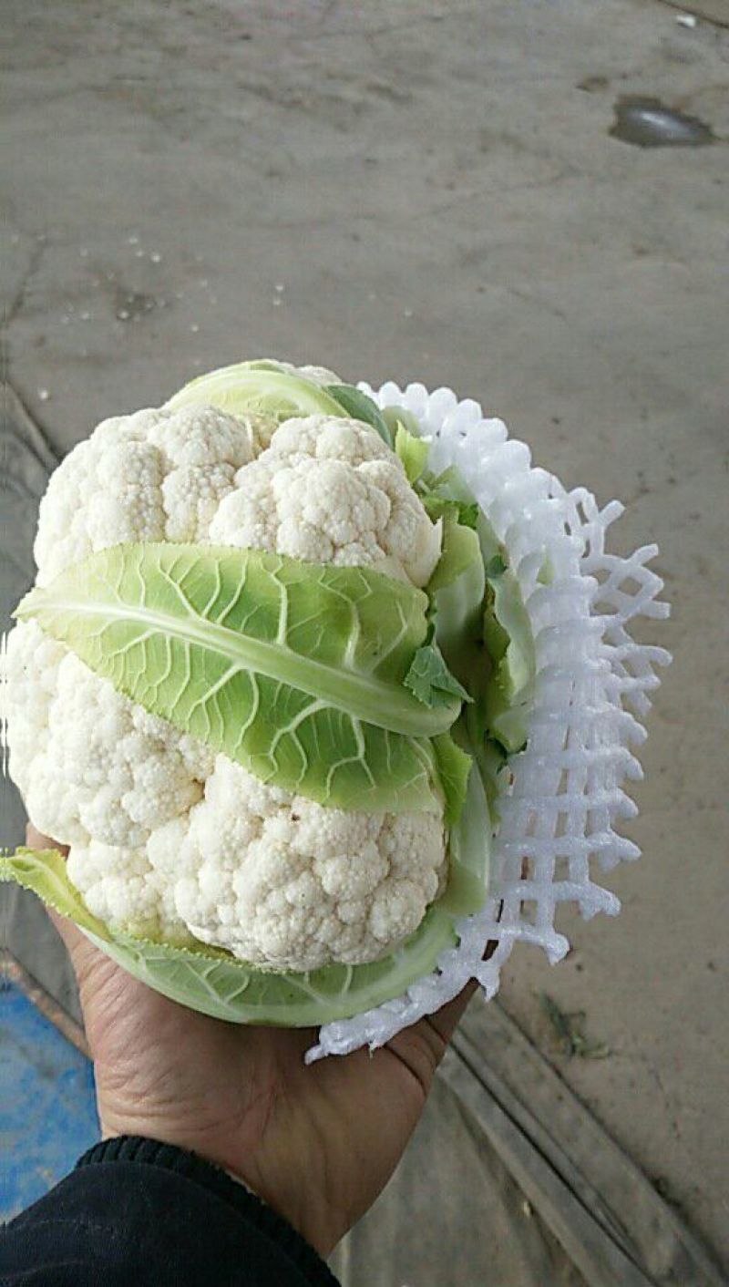 陕西泾阳菜花2斤紧密乳白