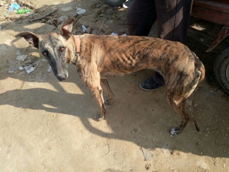 比特犬，精品比特犬，咬口好，送狗粮，送狗笼，全国发货