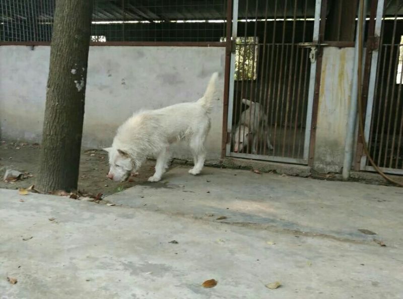 比特犬，精品比特犬，咬口好，送狗粮，送狗笼，全国发货