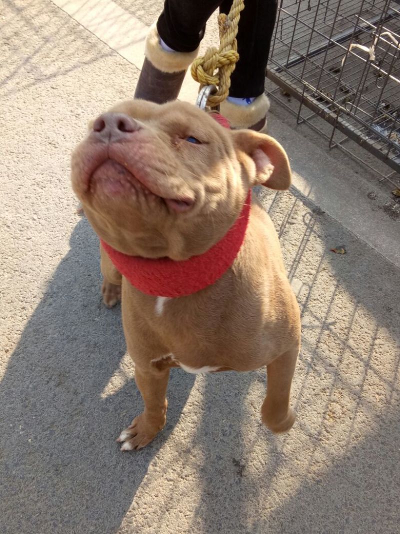 比特犬，精品比特犬，咬口好，送狗粮，送狗笼，全国发货