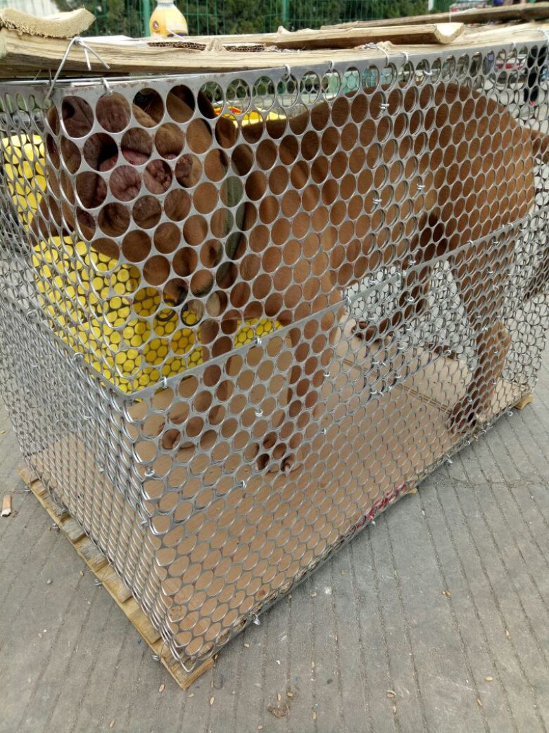 比特犬，精品比特犬，咬口好，送狗粮，送狗笼，全国发货
