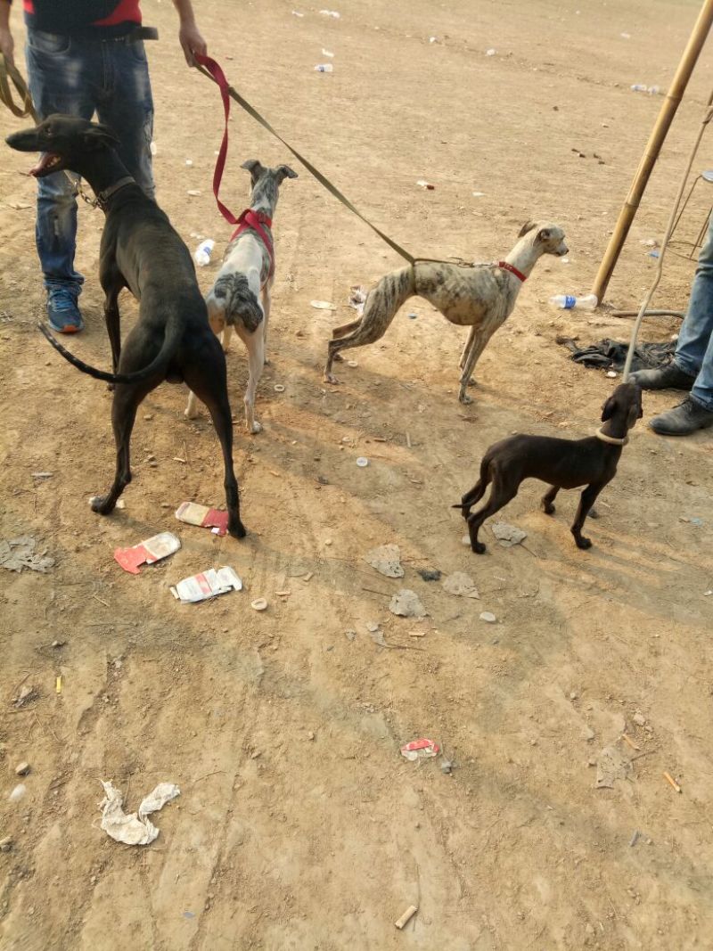 比特犬，精品比特犬，咬口好，送狗粮，送狗笼，全国发货