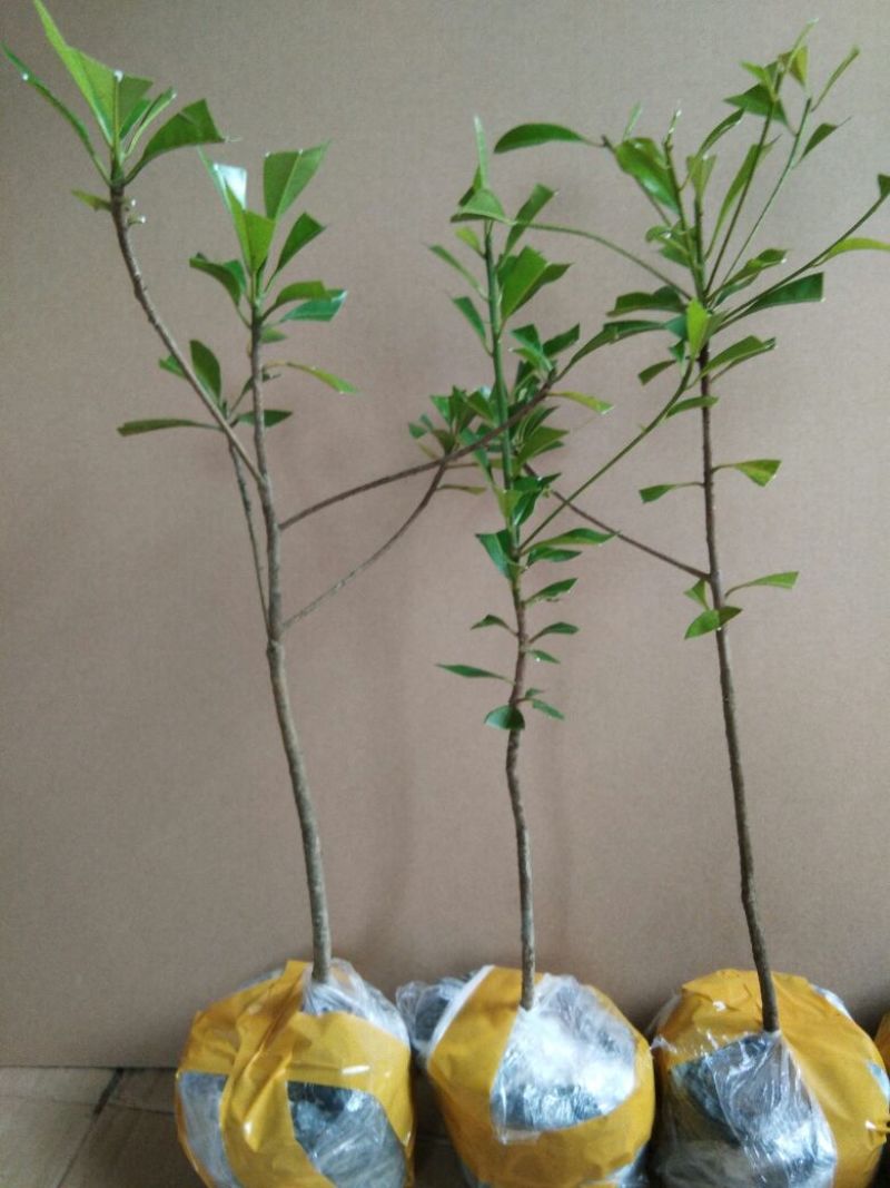 人参果苗营养杯苗带土包邮