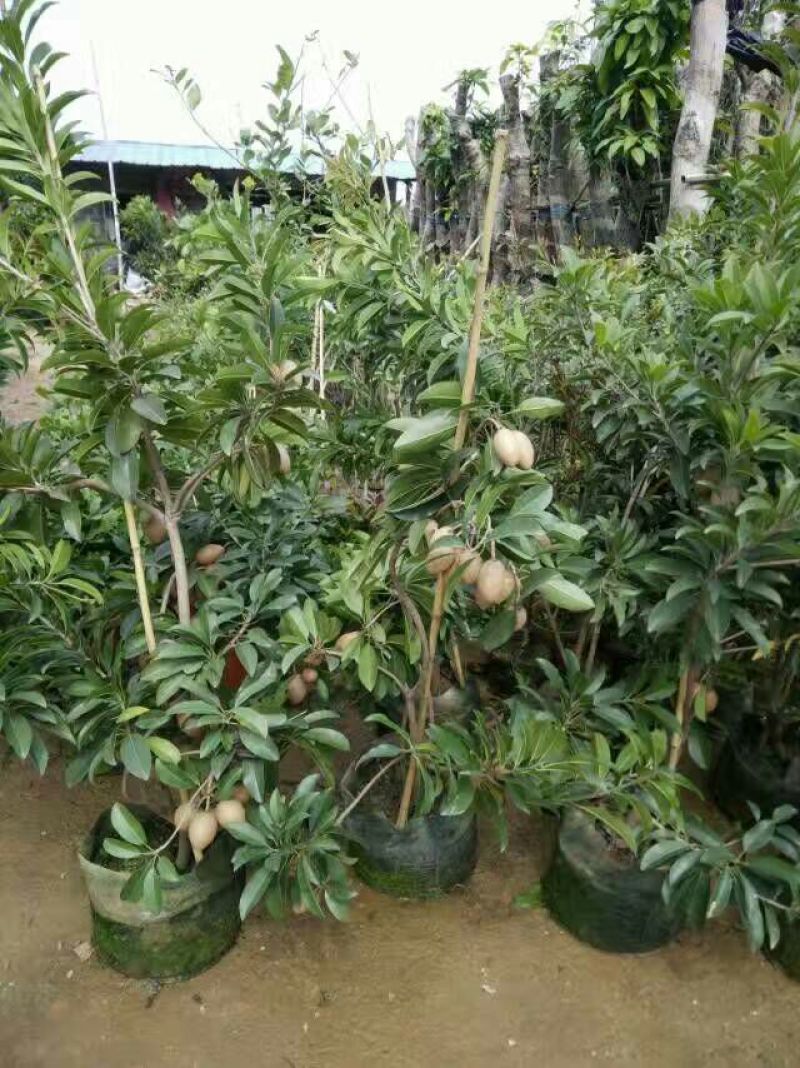 人参果苗营养杯苗带土包邮