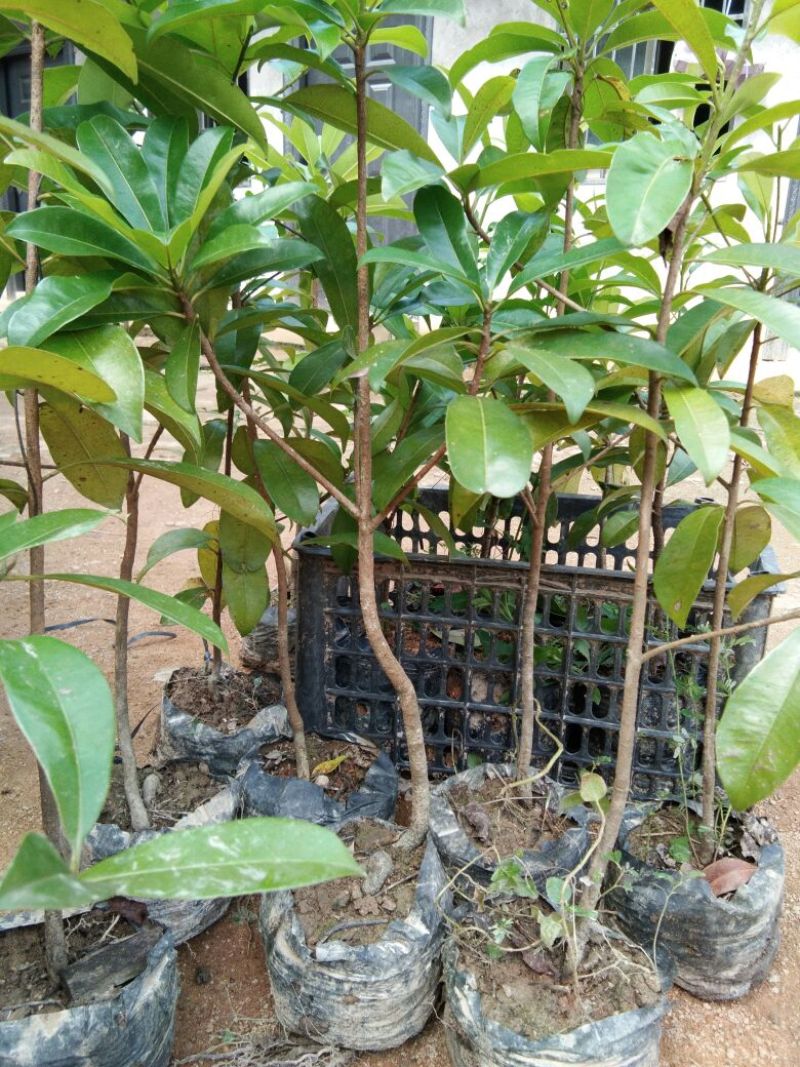 人参果苗营养杯苗带土包邮