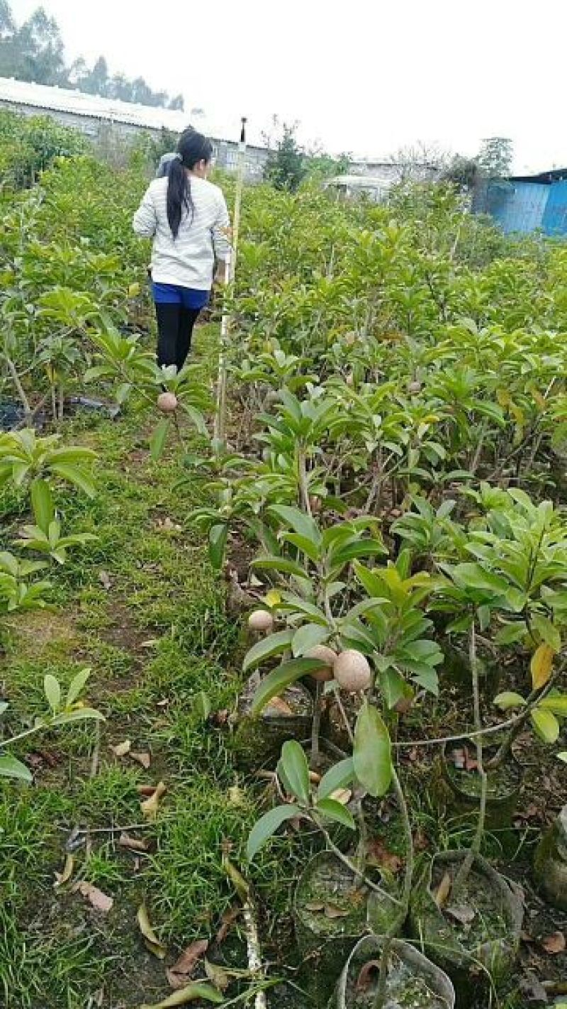 人参果苗营养杯苗带土包邮