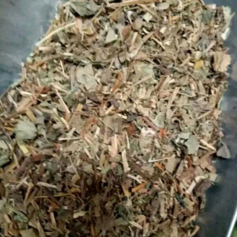 药用鱼腥草鱼腥草草药