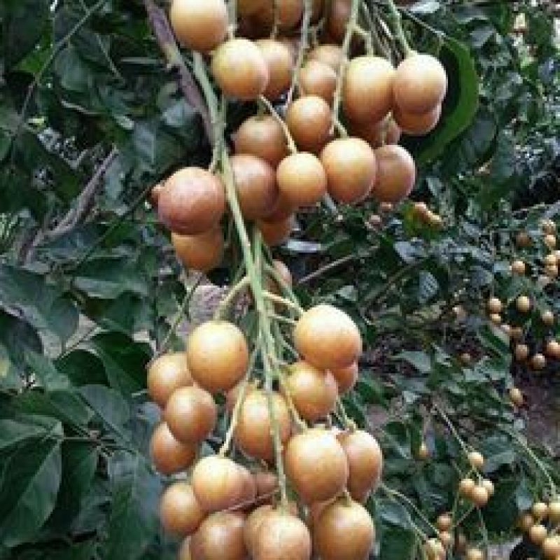 黄皮果苗30~50cmcm