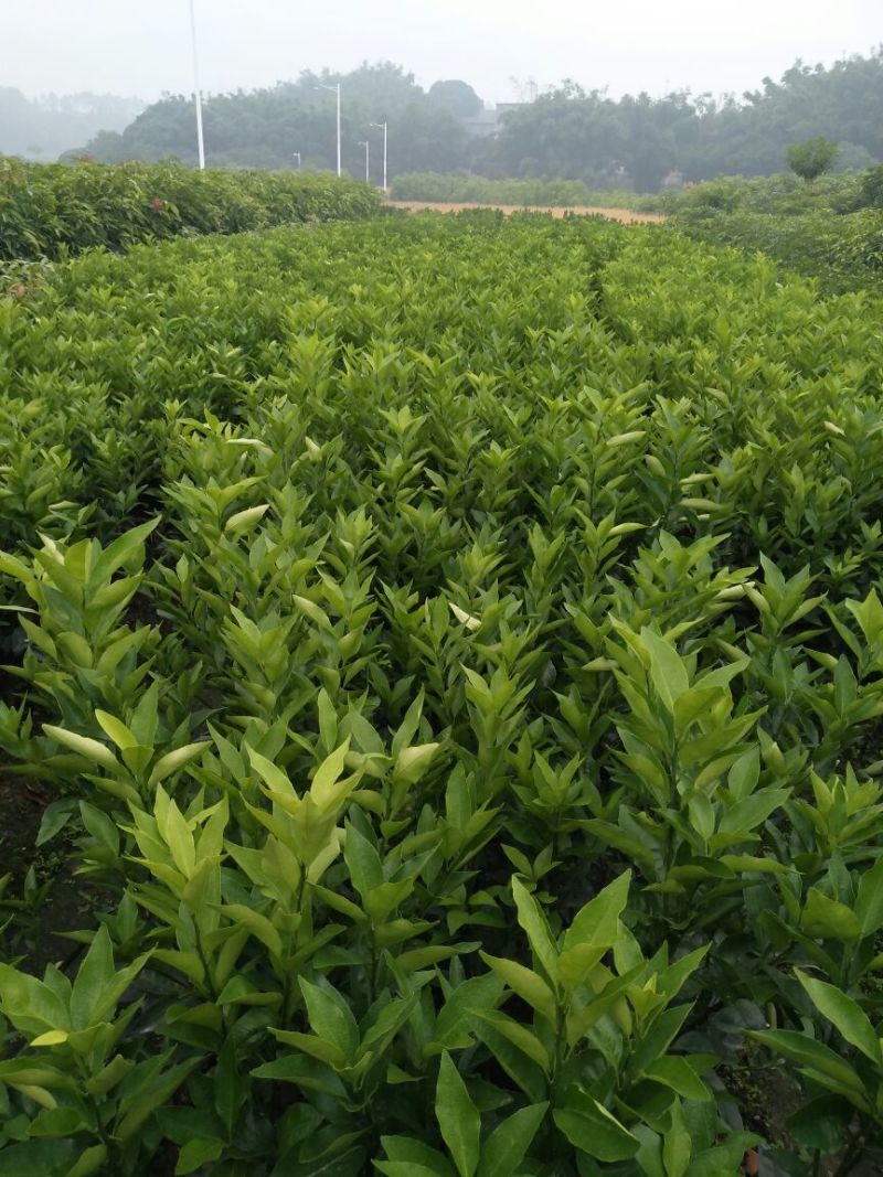 桂七、金煌、台农芒果枝条，顶上两稍老熟枝条