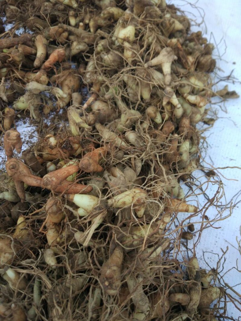 白芨三叉通货鲜货野生