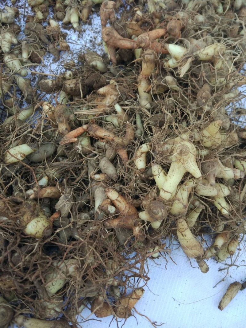 白芨三叉通货鲜货野生