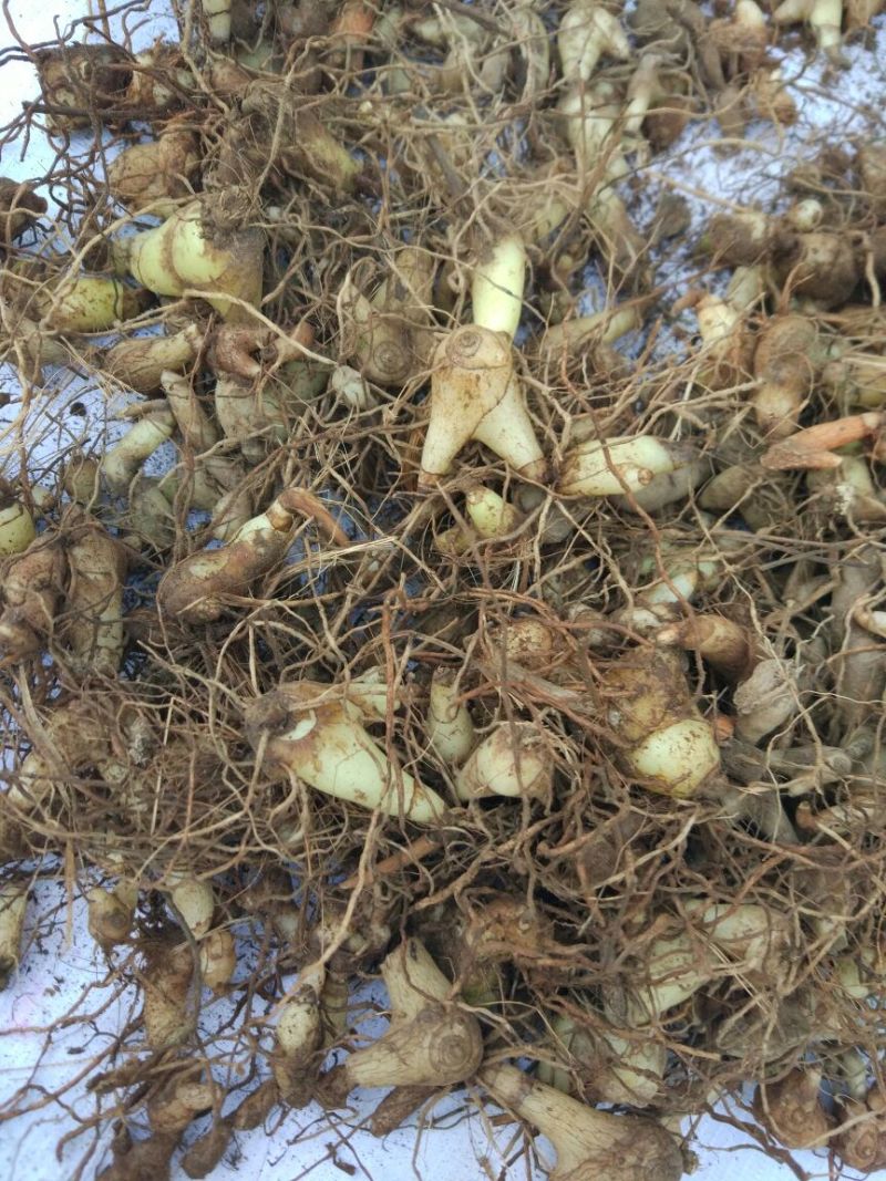 白芨三叉通货鲜货野生