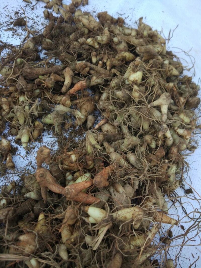 白芨三叉通货鲜货野生