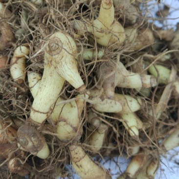 白芨三叉通货鲜货野生