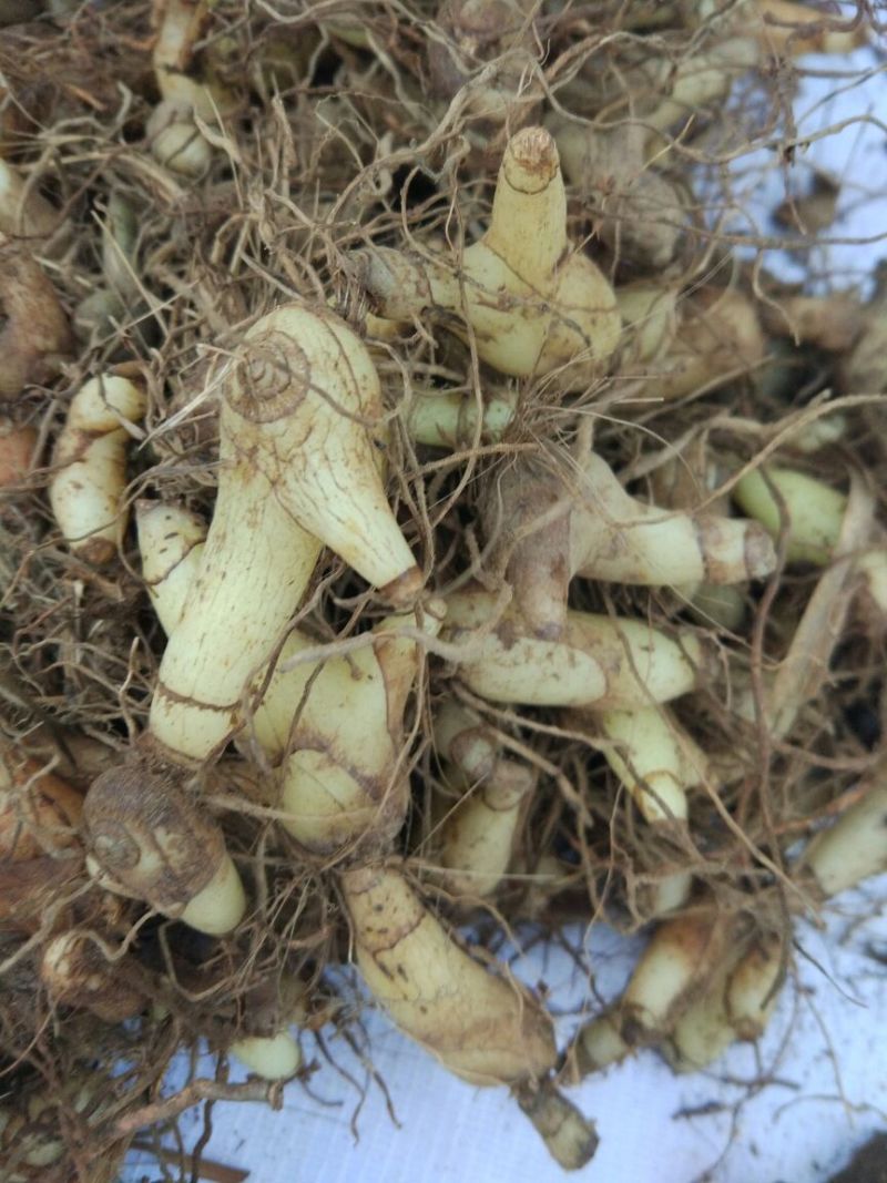 白芨三叉通货鲜货野生