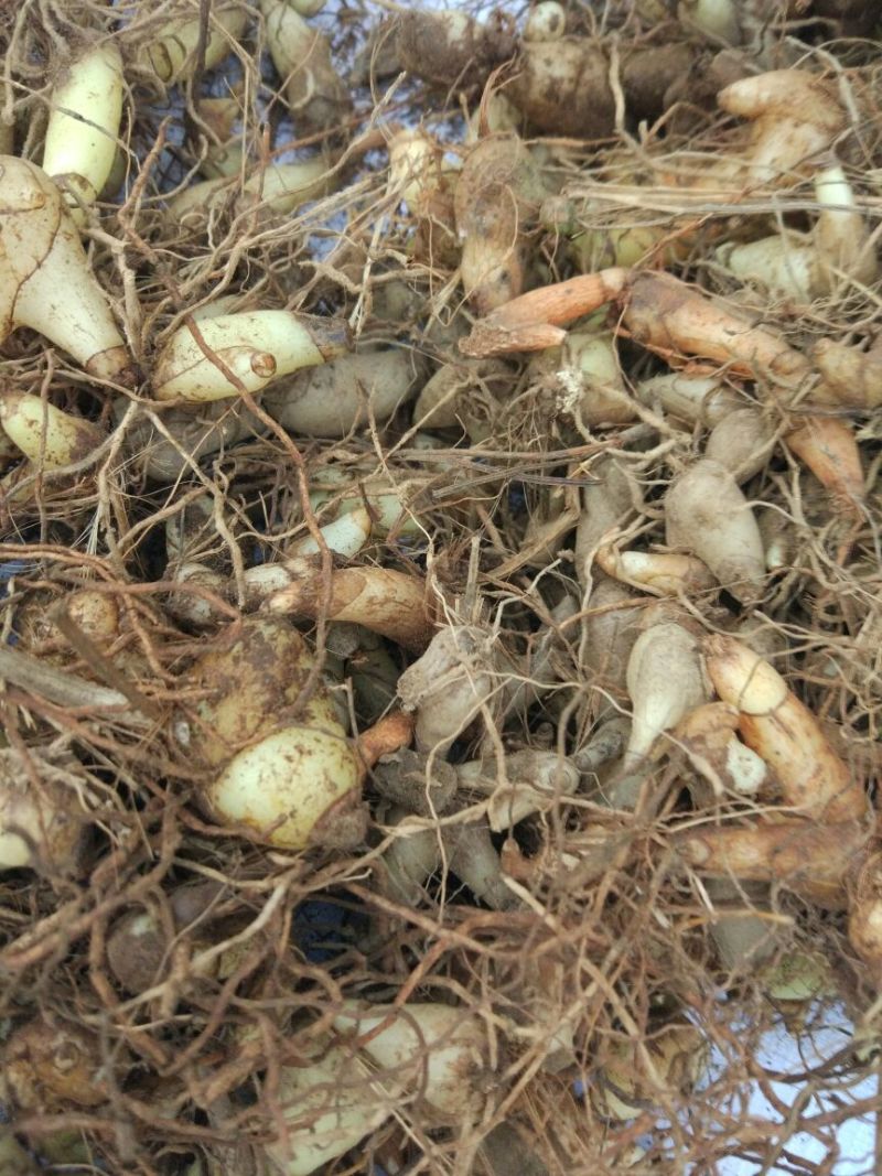 白芨三叉通货鲜货野生