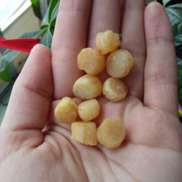 干瑶柱